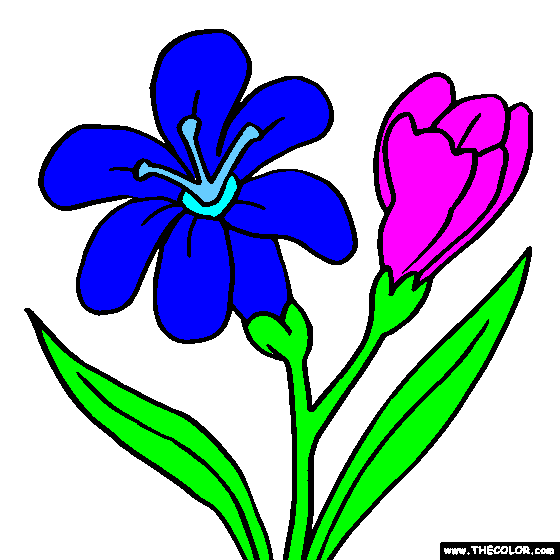 Freesia Flower Online Coloring Page