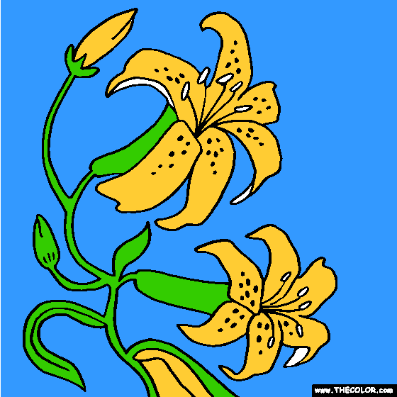 Orchid Flower Coloring Page | Color Orchids