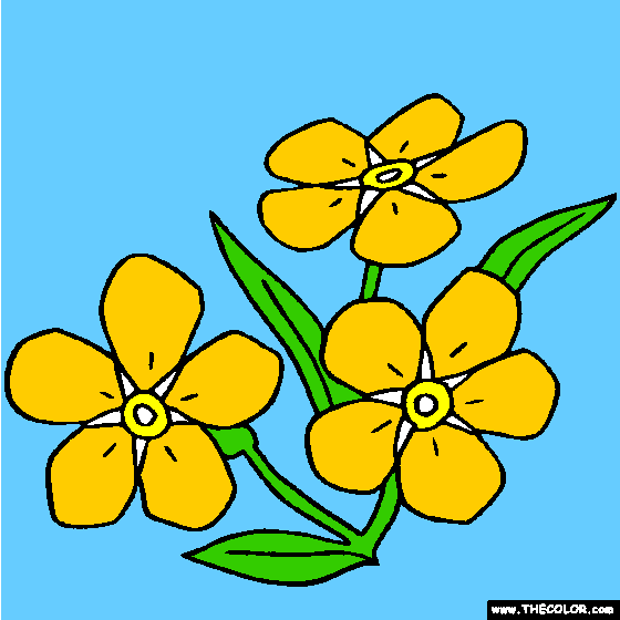Forget Me Not Flower Myosotis online coloring page