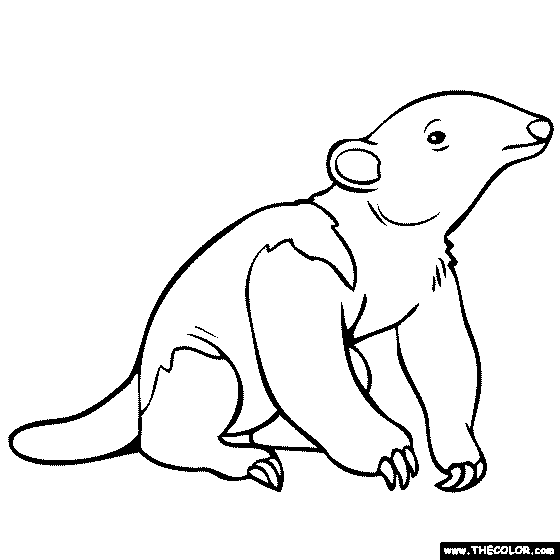 aardvark coloring pages - photo #17