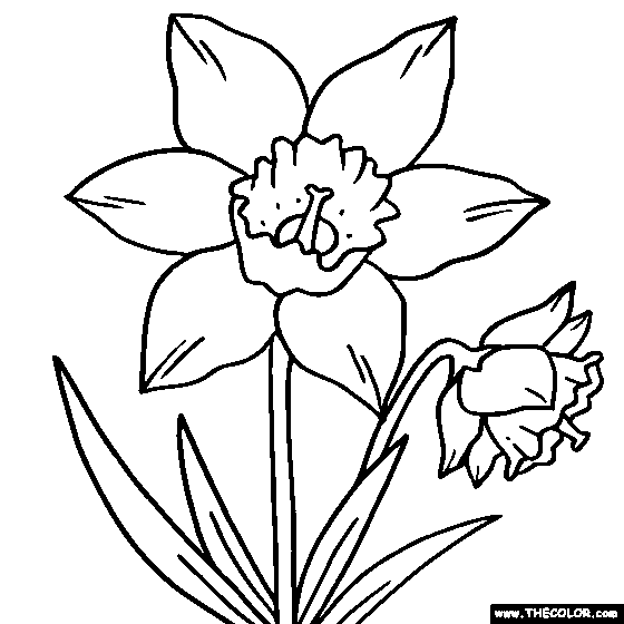 daffodil flower coloring pages - photo #4
