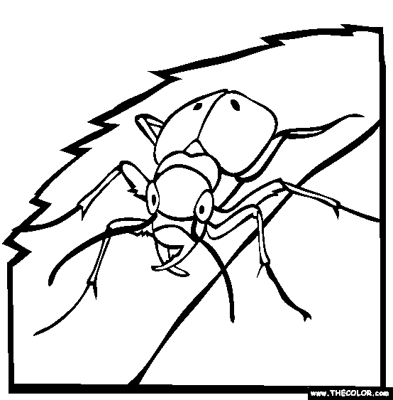 ladybug and aphid coloring pages - photo #2
