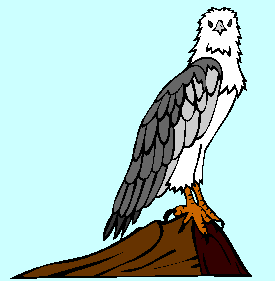 White Bellied Sea Eagle Coloring Page