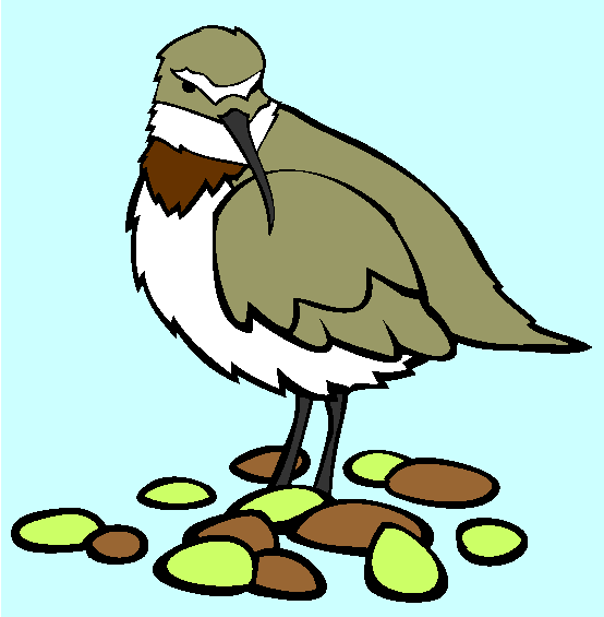 Wrybill Coloring Page