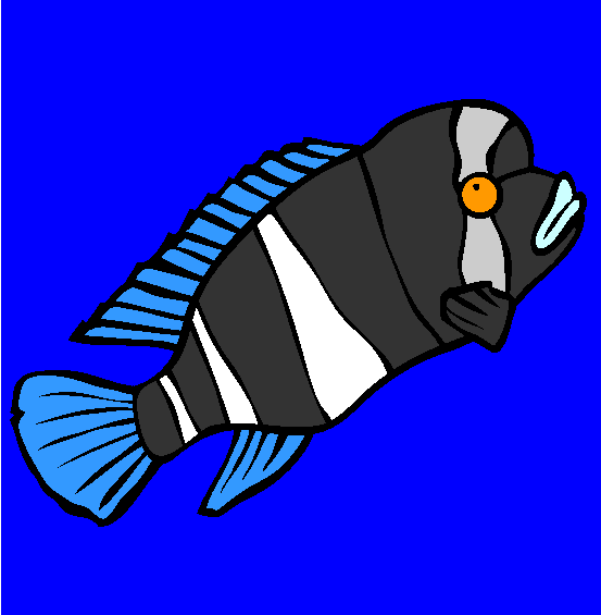 Humphead Cichlid Coloring Page
