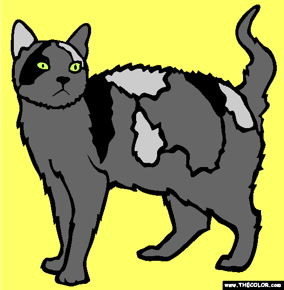 American Wirehair Cat