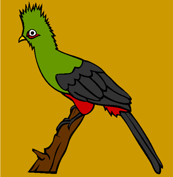 Green Turaco Coloring Page