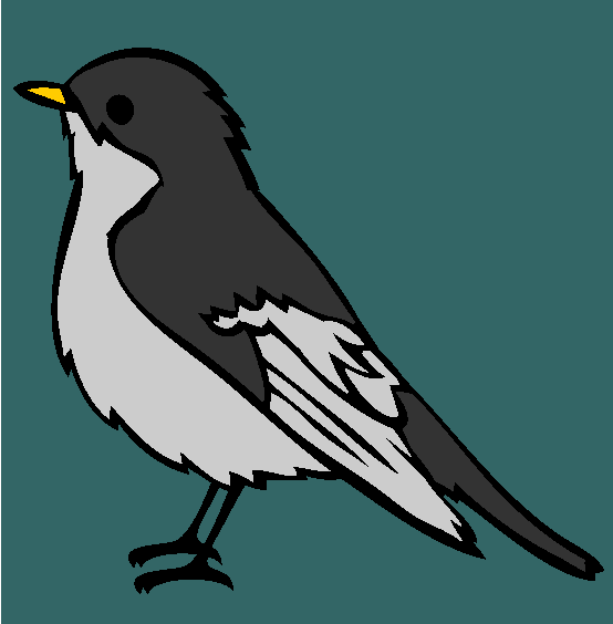 Pied Flycatcher Coloring Page