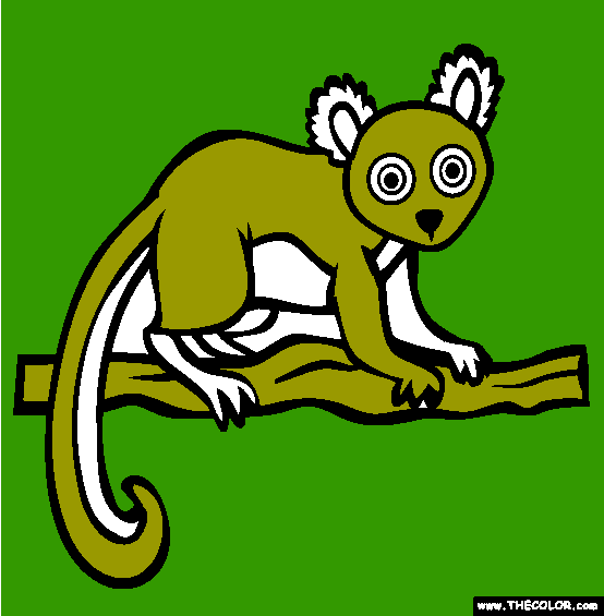 Hairy Eared Dwarf Lemur Coloring Page