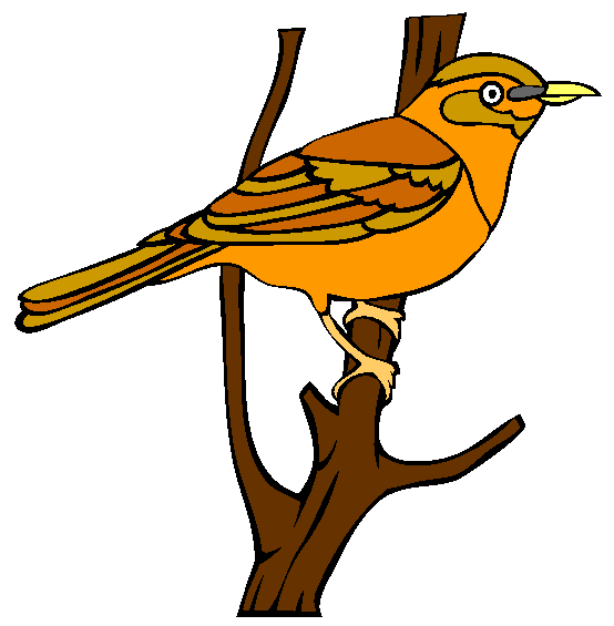 Eyebrowed Thrush Coloring Page