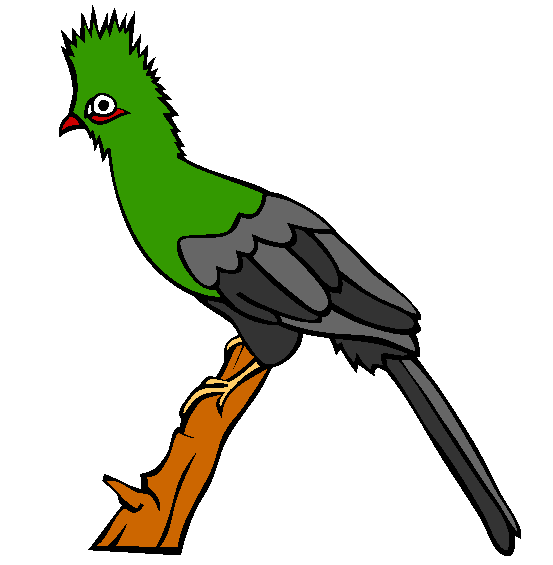 Green Turaco Coloring Page