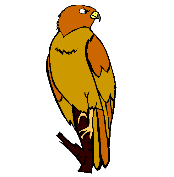 Hawk Coloring Page