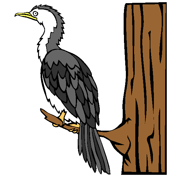 Little Pied Cormorant Coloring Page