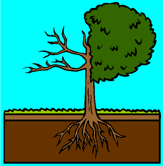 Tree Anatomy Coloring Page