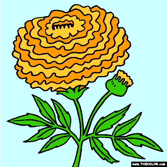 Marigold Flower Coloring Page | Tagetes Coloring