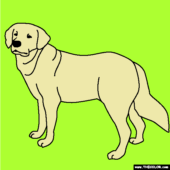 Golden Retriever Coloring Page
