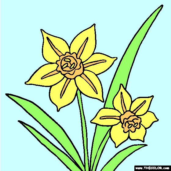 Narcissus or Daffodil Flower Coloring Page