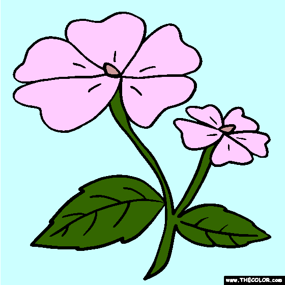 Impatiens Flower Coloring Page