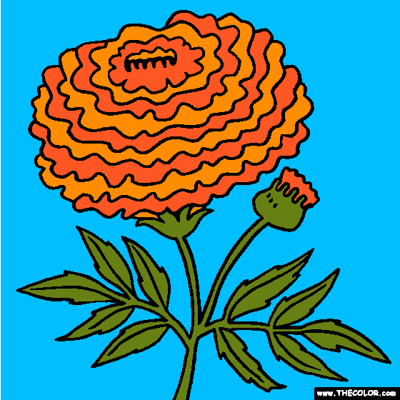 Marigold Flower Coloring Page | Tagetes Coloring