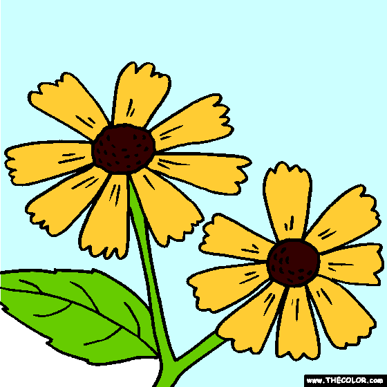 Helenium Flower Coloring Page, Sneezeweed