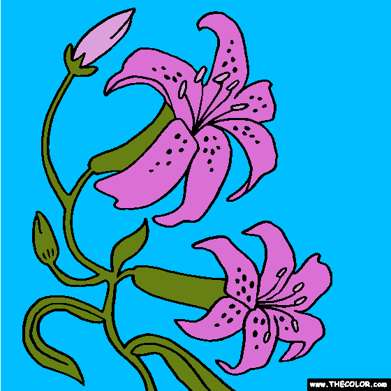 Orchid Flower Coloring Page | Color Orchids