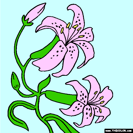 Orchid Flower Coloring Page | Color Orchids