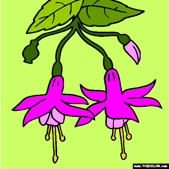 Fuchsia Flower Online Coloring Page