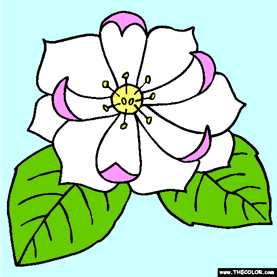 Magnolia Flower Coloring Page, Yoloxochitl Flower