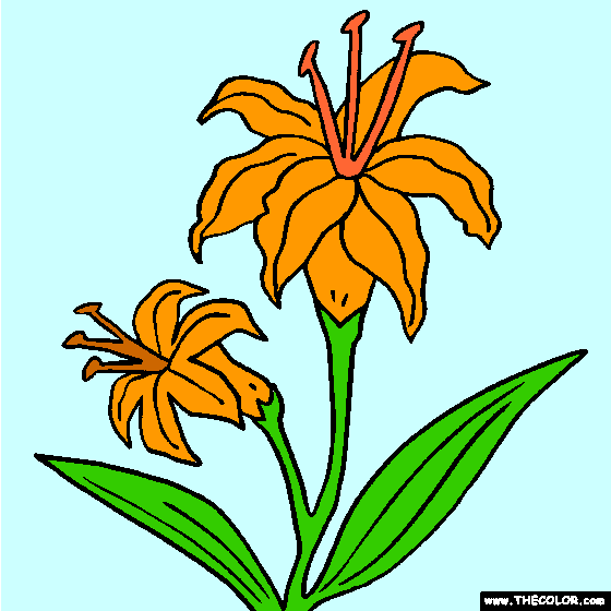 Lilies Flower Coloring Page, Lilium Flowers