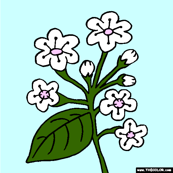 Laurustinus Flower Coloring Page | Viburnum tinus