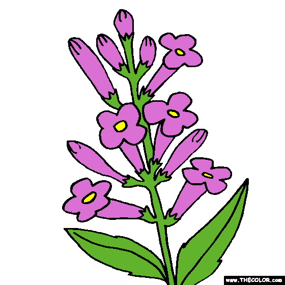 Lavender Flower Coloring Page