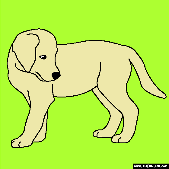 Golden Retriever Puppy Coloring Page