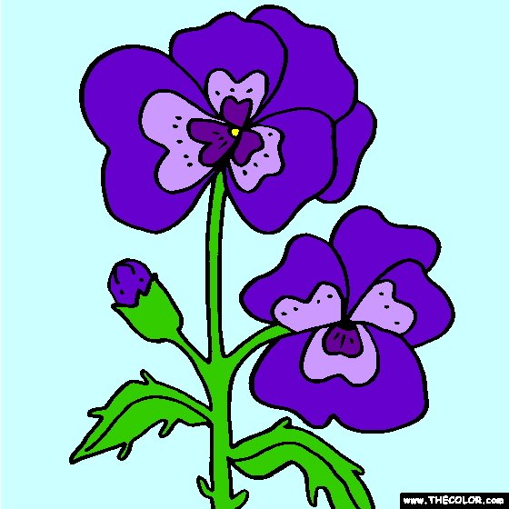 Pansy Flower Coloring Page | Color Pansies