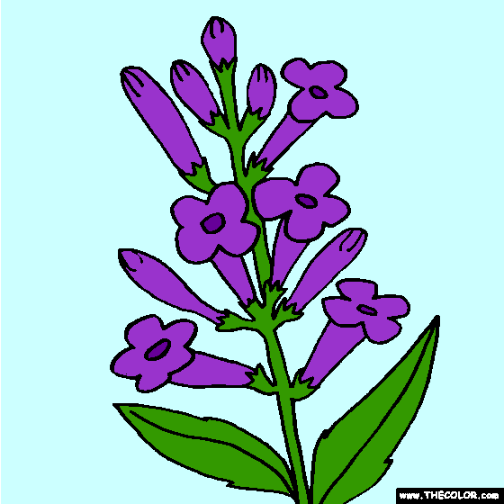 Lavender Flower Coloring Page