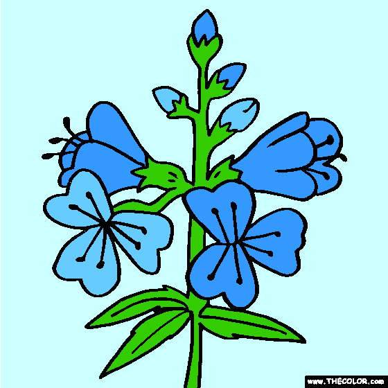 Jacobs Ladder Flower Coloring Page | Polemonium