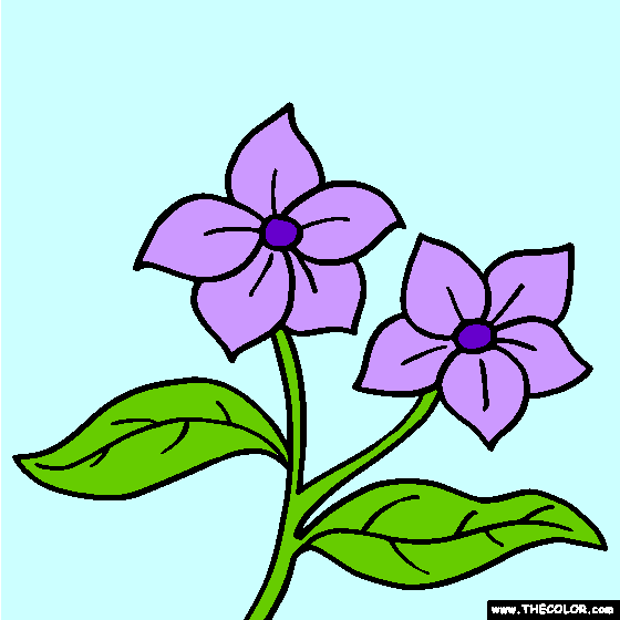 Lilac Flower Coloring Page | Syringa