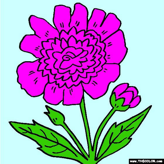 Peony Flower Online Coloring Page, Paeony