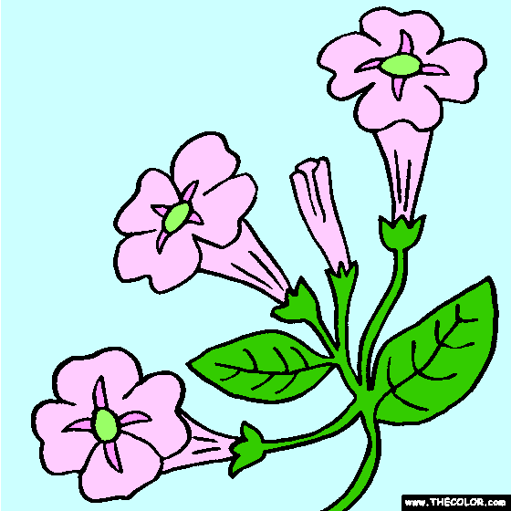 Petunia Flower Coloring Page