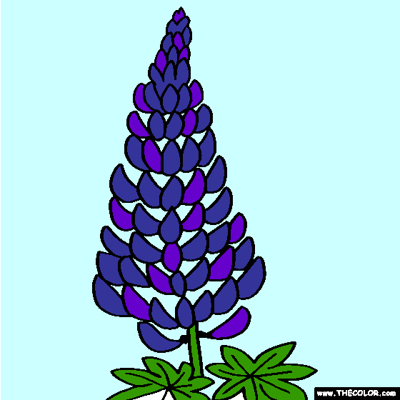Lupine Flower Coloring Page | Lupinus, Lupin