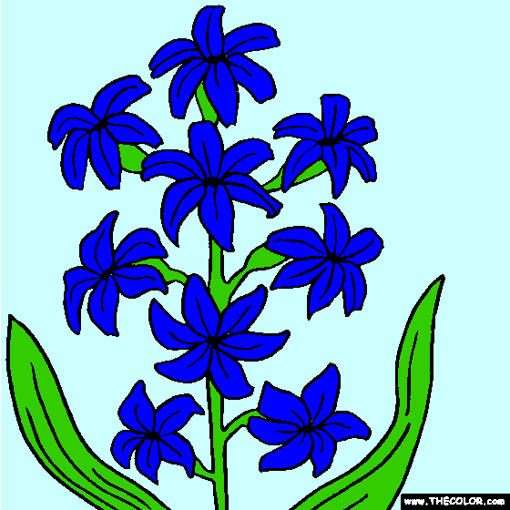 Hyacinth Flower Online Coloring Page