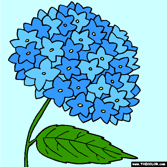 Hydrangea Flower Online Coloring Page