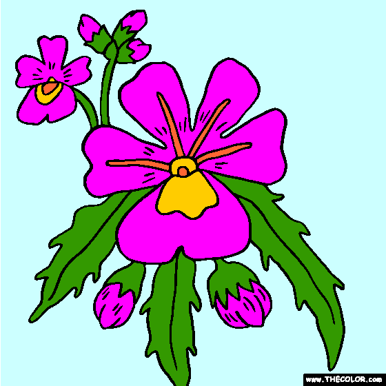 Nemesia Flower Coloring Page | Color Nemesias