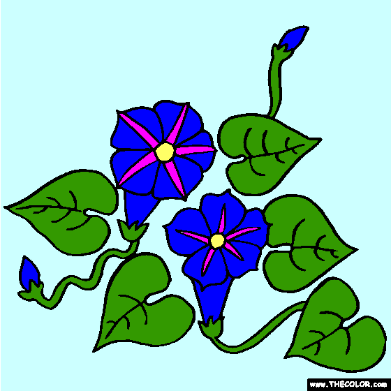 Morning Glory Flower Coloring Page