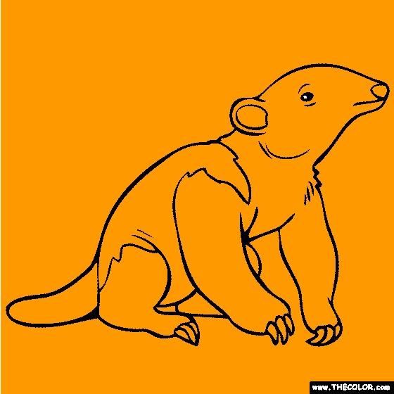 Baby Anteater Coloring Page