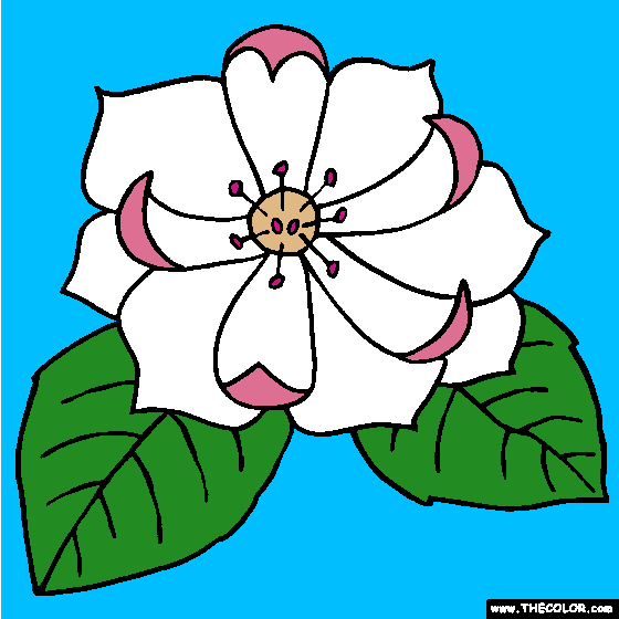 Magnolia Flower Coloring Page, Yoloxochitl Flower