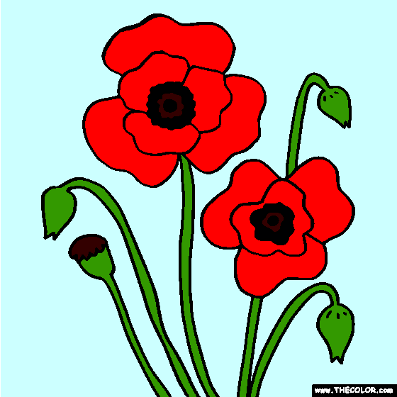 Poppy Flower Coloring