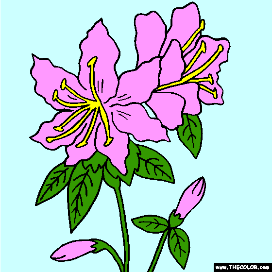 Rhododendron Flower Coloring Page