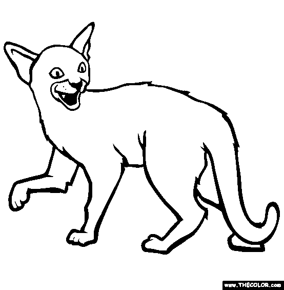 Abyssinian Cat Coloring Page