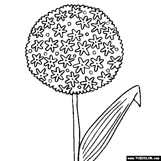 Allium Flower Online Coloring Page