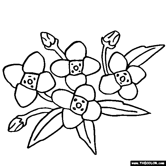 Alyssum Flower Online Coloring Page